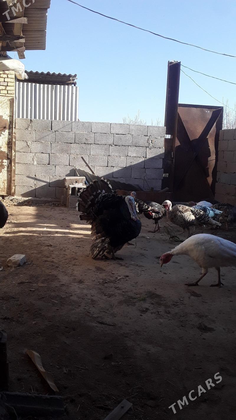 Induklar - Murgap - img 1