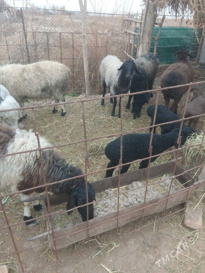 Guzuly goyun - Дянев - img 1