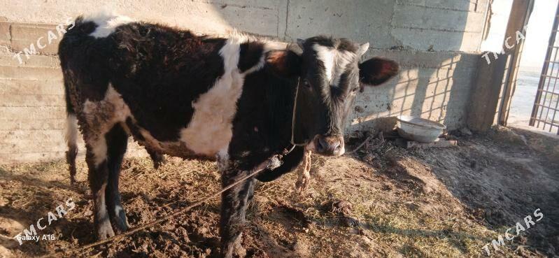 Öküz - Gypjak - img 1