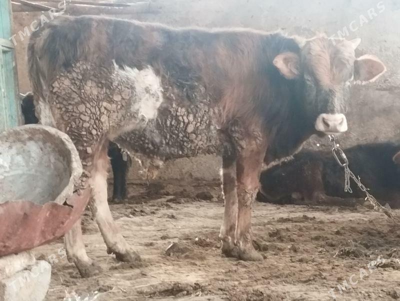 okuz - Ýaşlyk - img 1