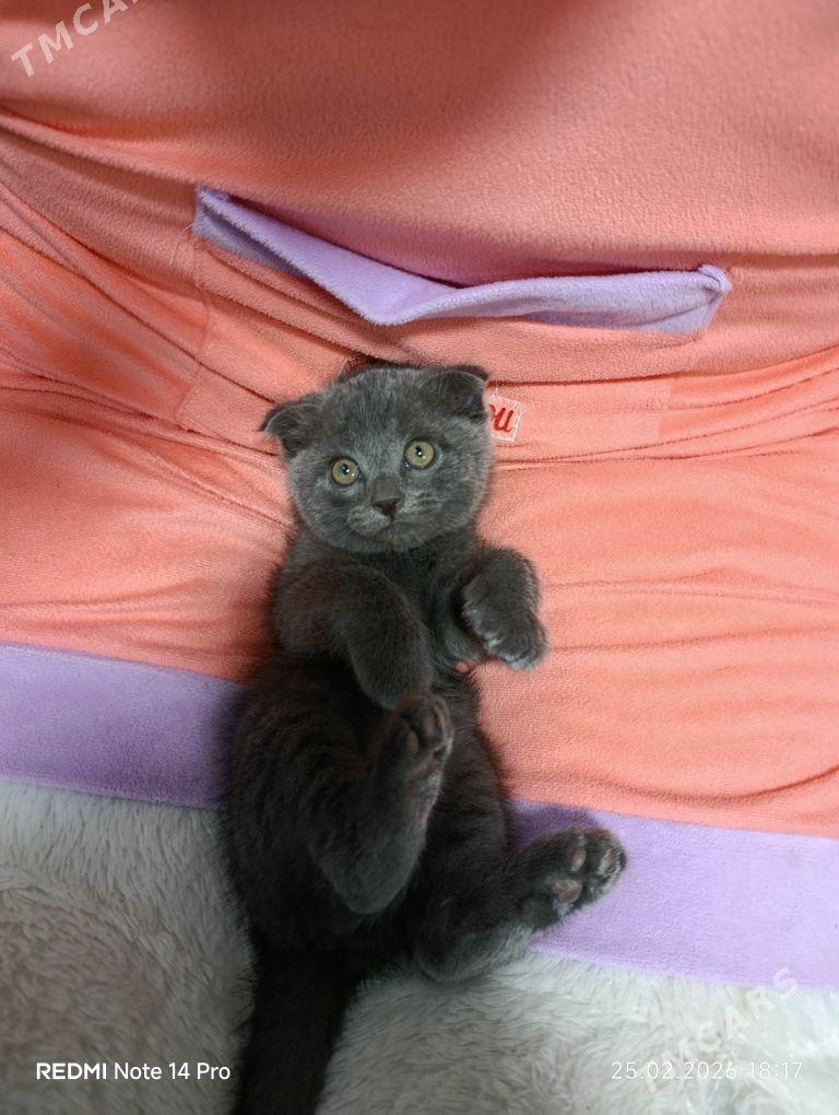 Британский вислоухи - Türkmenabat - img 1