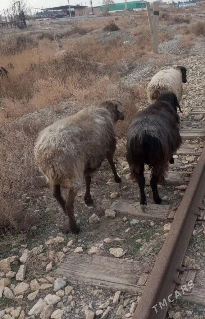 koyunlar - Фарап - img 1