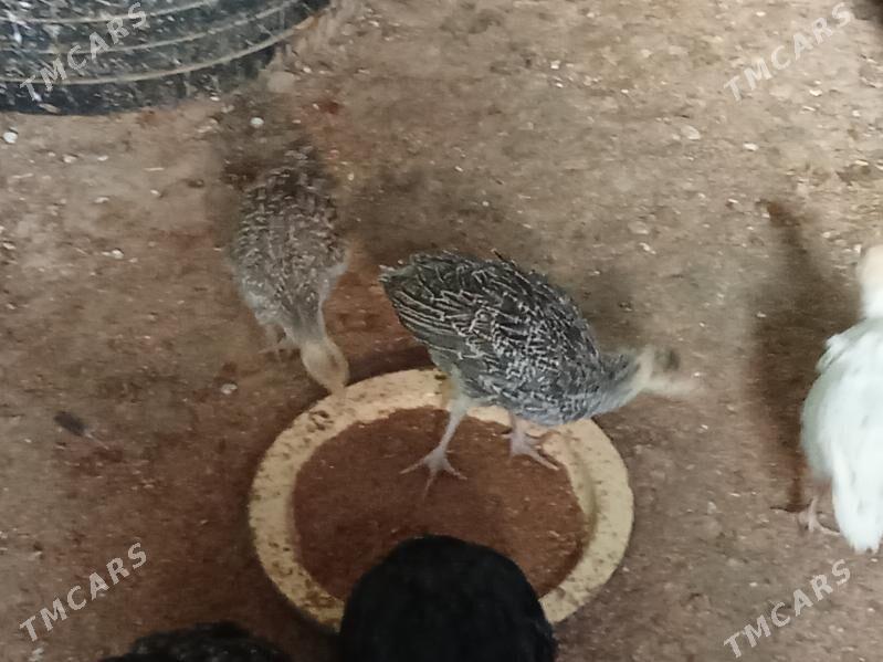 induk - Hitrowka - img 1