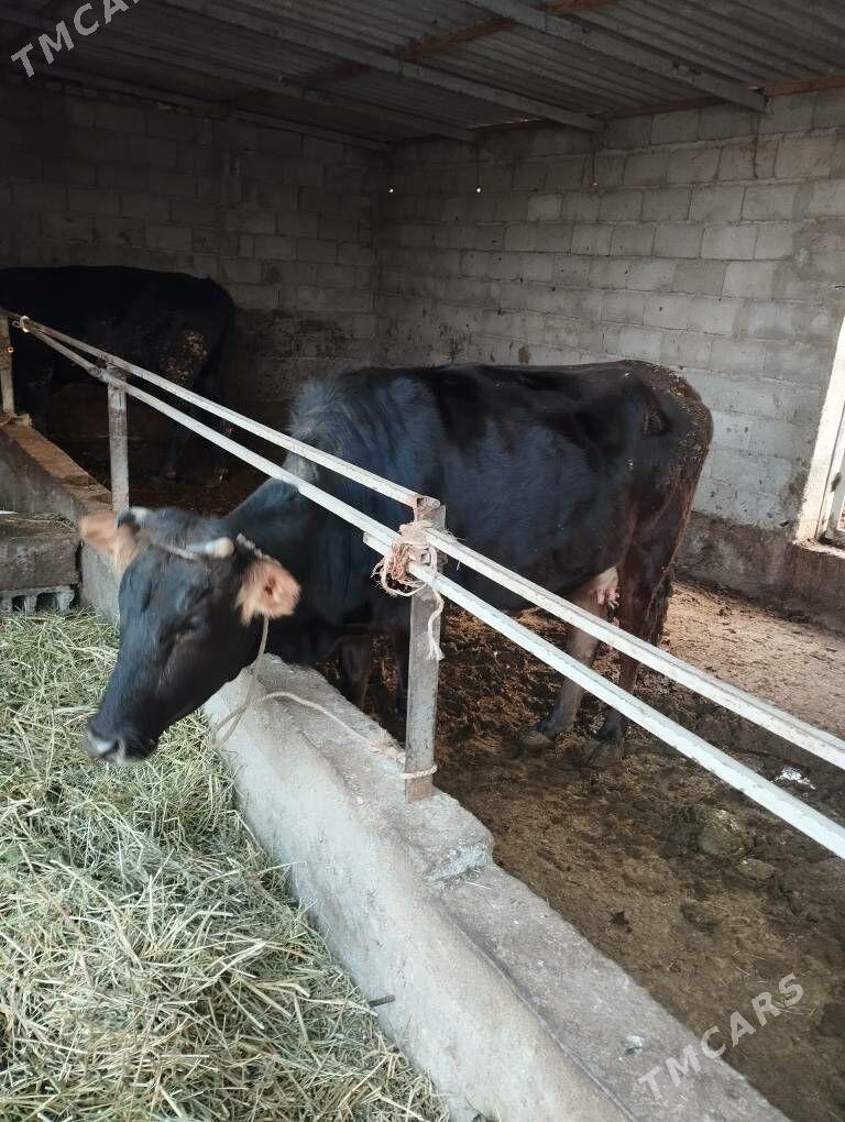 Sygyr - Ак-Бугдайский этрап - img 1