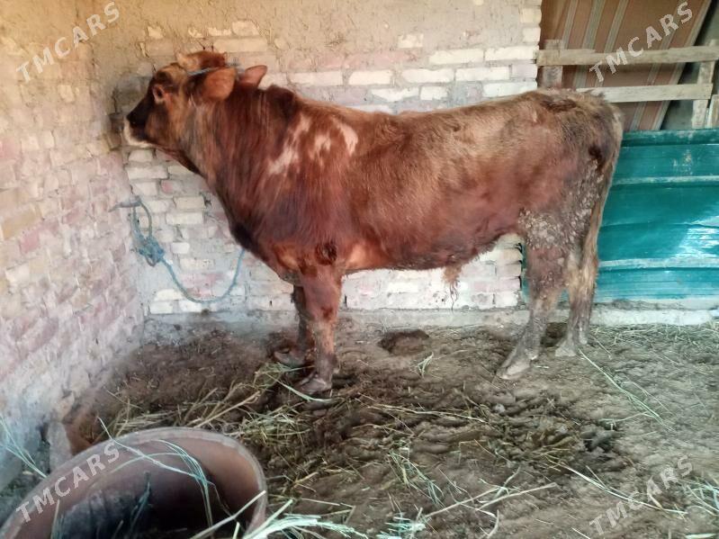 okuzler - Сейди - img 1