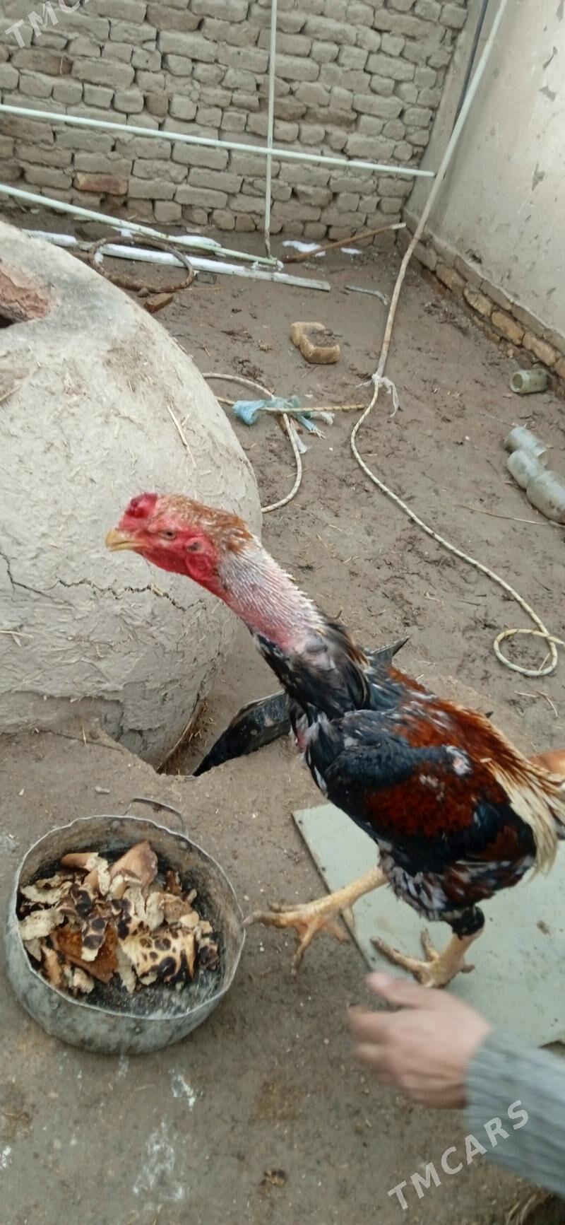 Paroda - Шабатский этрап - img 1