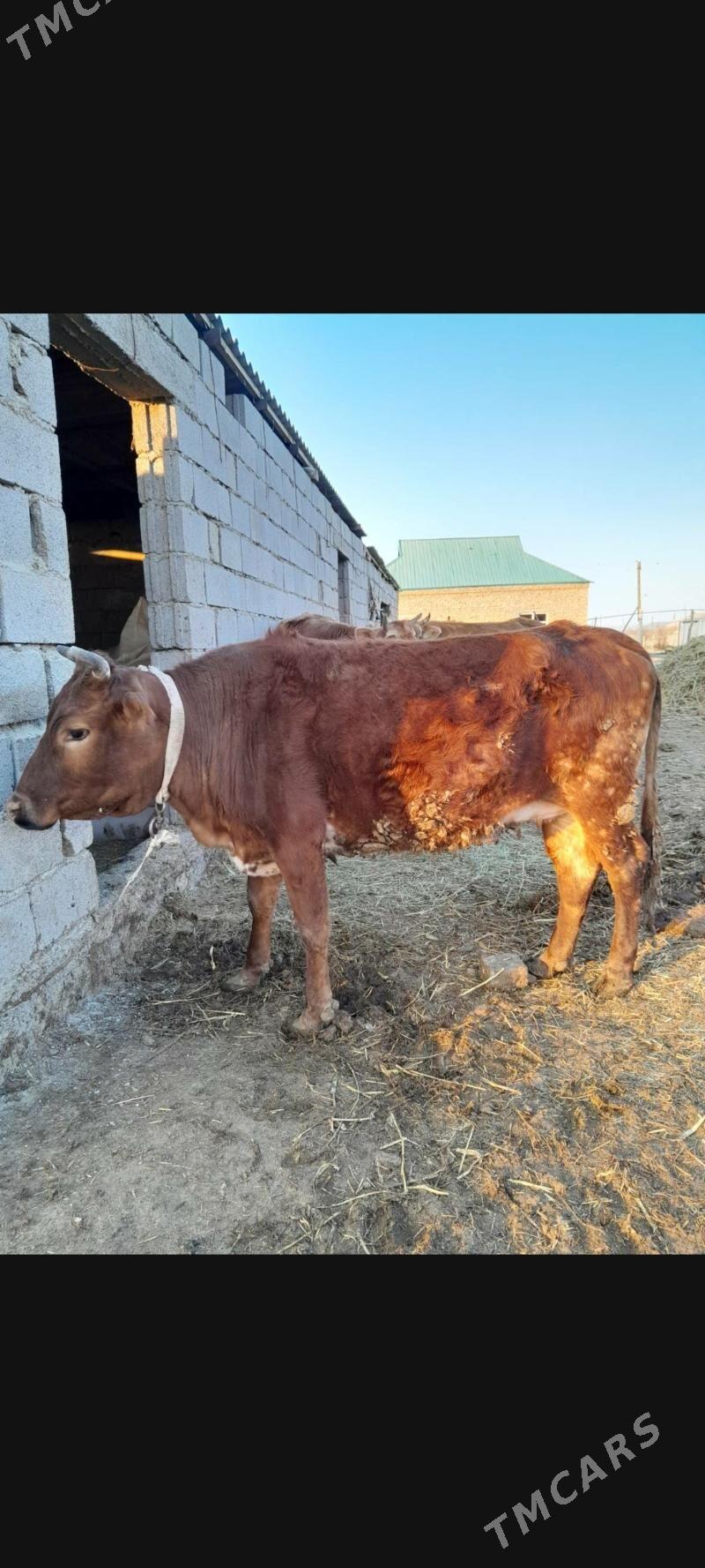 tuwe - Bäherden - img 1