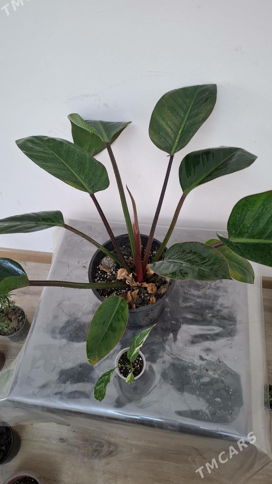 Oy gulleri - Ашхабад - img 1