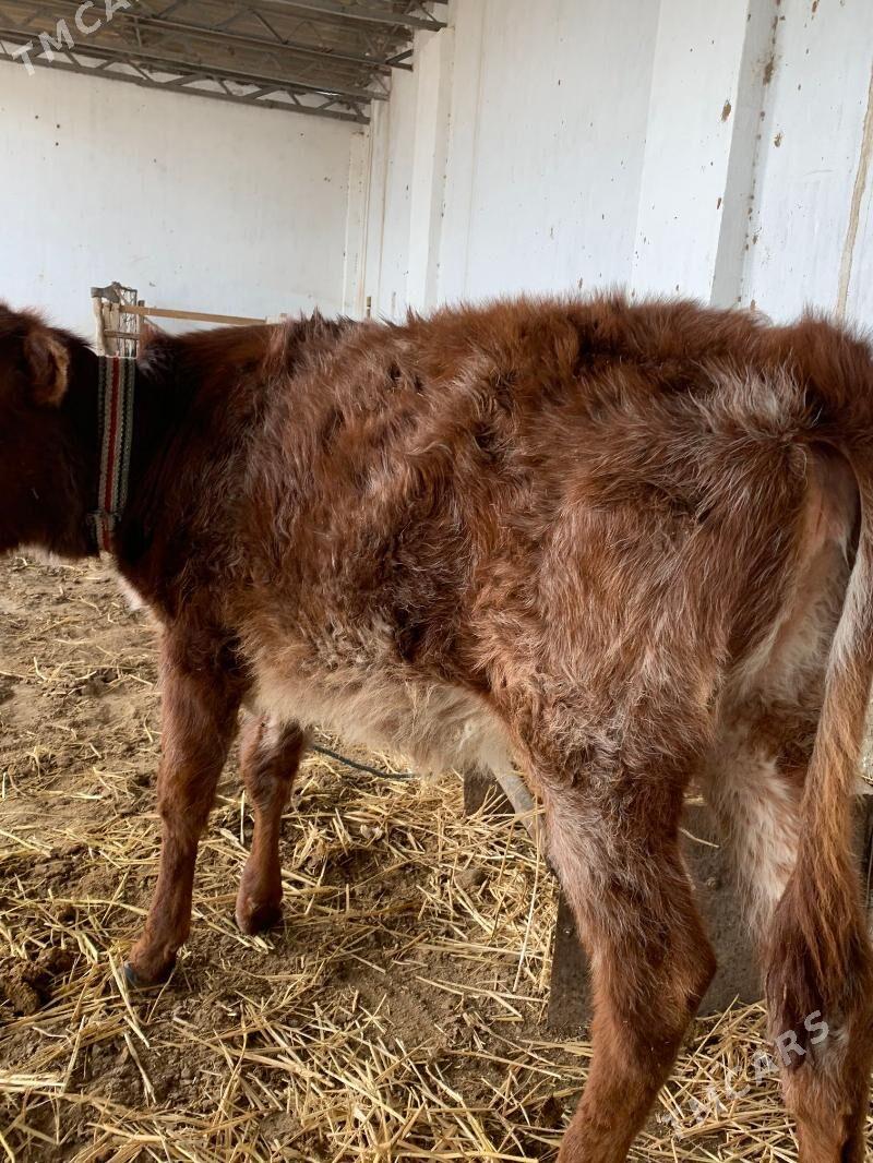 unajyn - Туркменабат - img 1