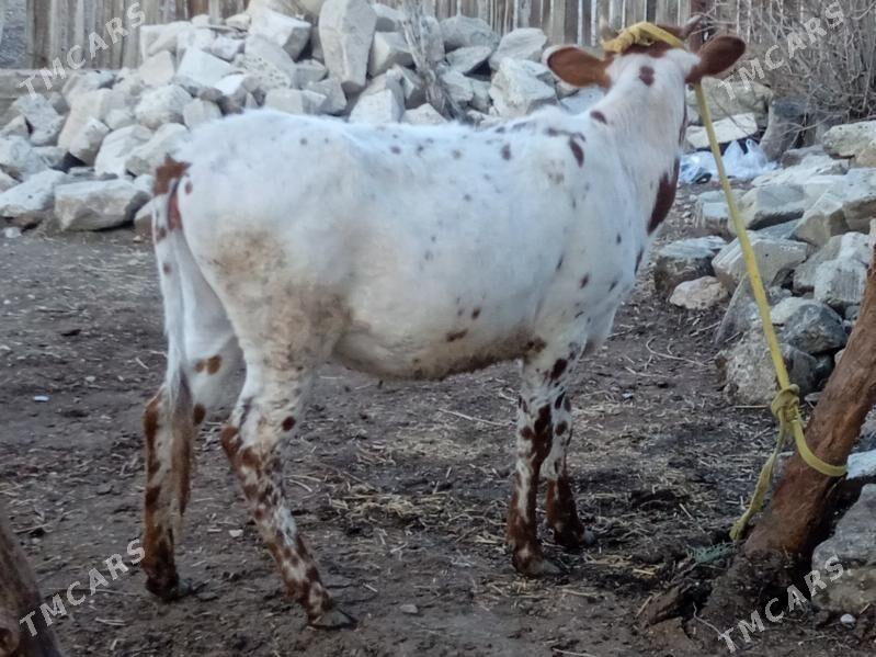 Gacar - Balkanabat - img 1