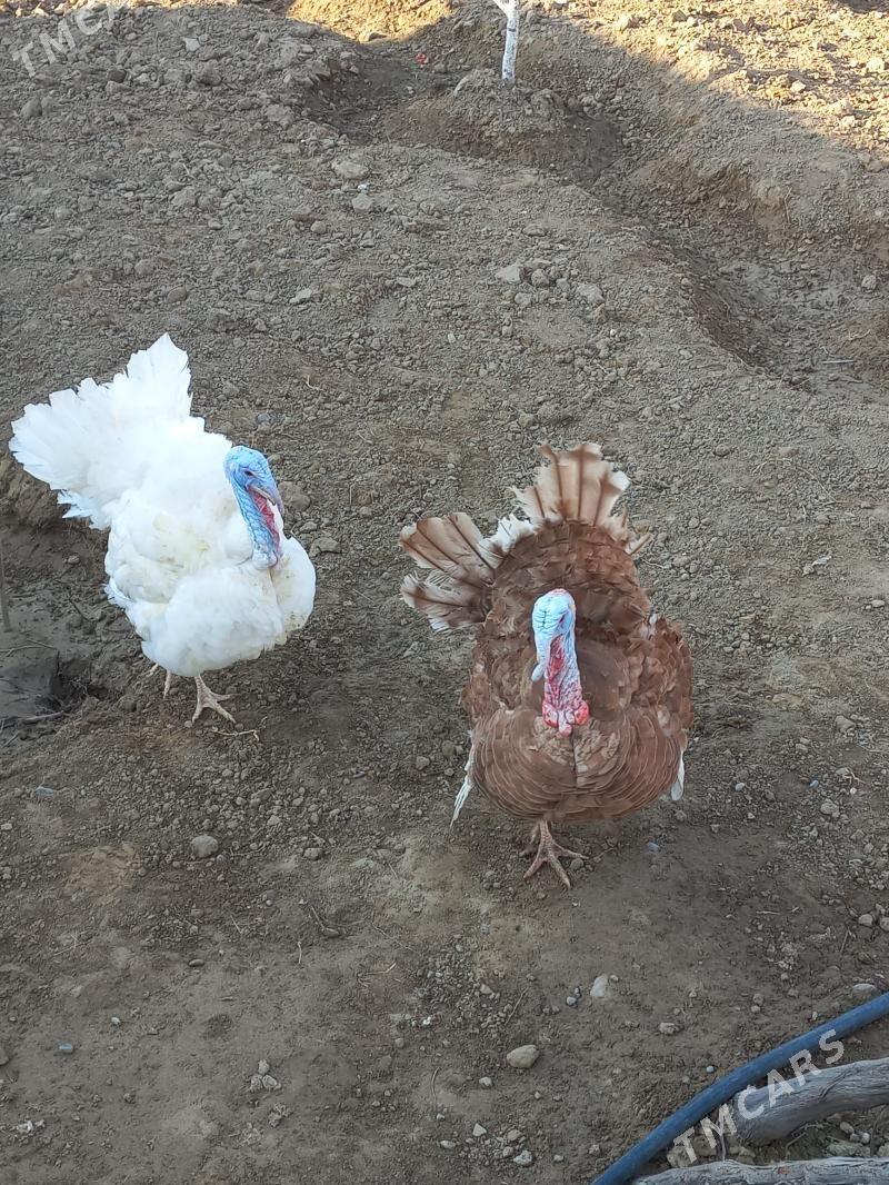 Induk owgan - Херрикгала - img 1