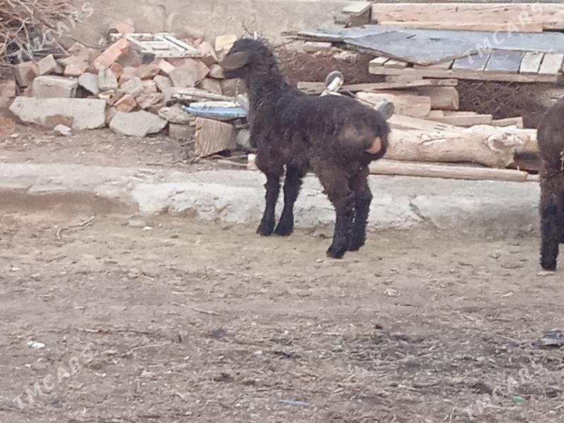 guzly goyun - Aşgabat - img 1