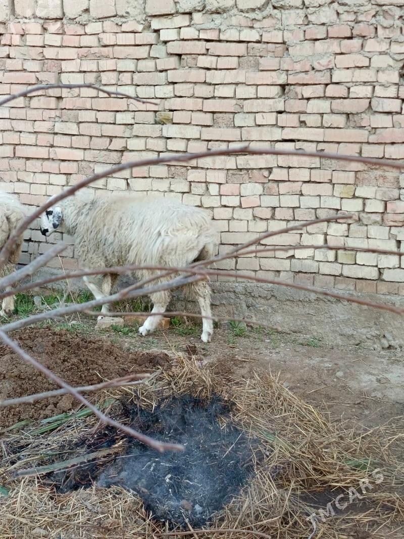 goyun - Gökdepe - img 1