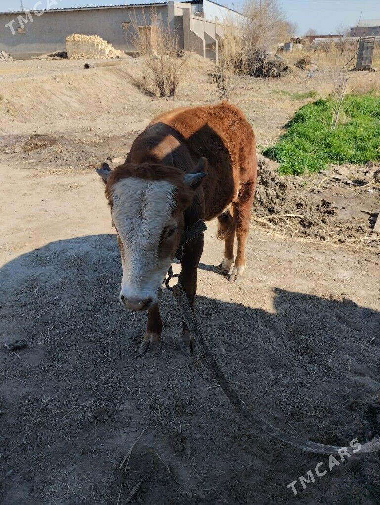 ökiz bilen sygyr - Мары - img 1