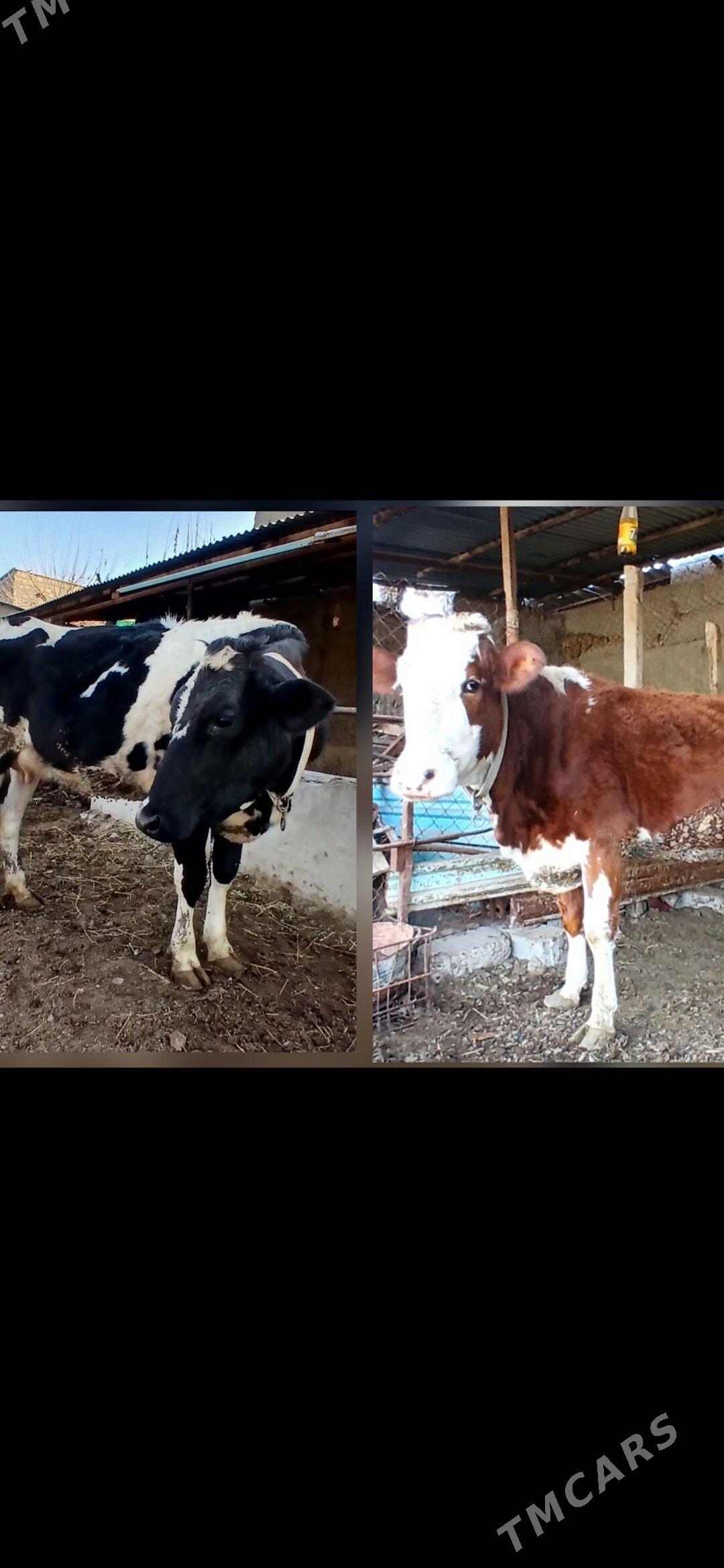 GALIŞTEÝIN SEMENTAL - Херрикгала - img 1