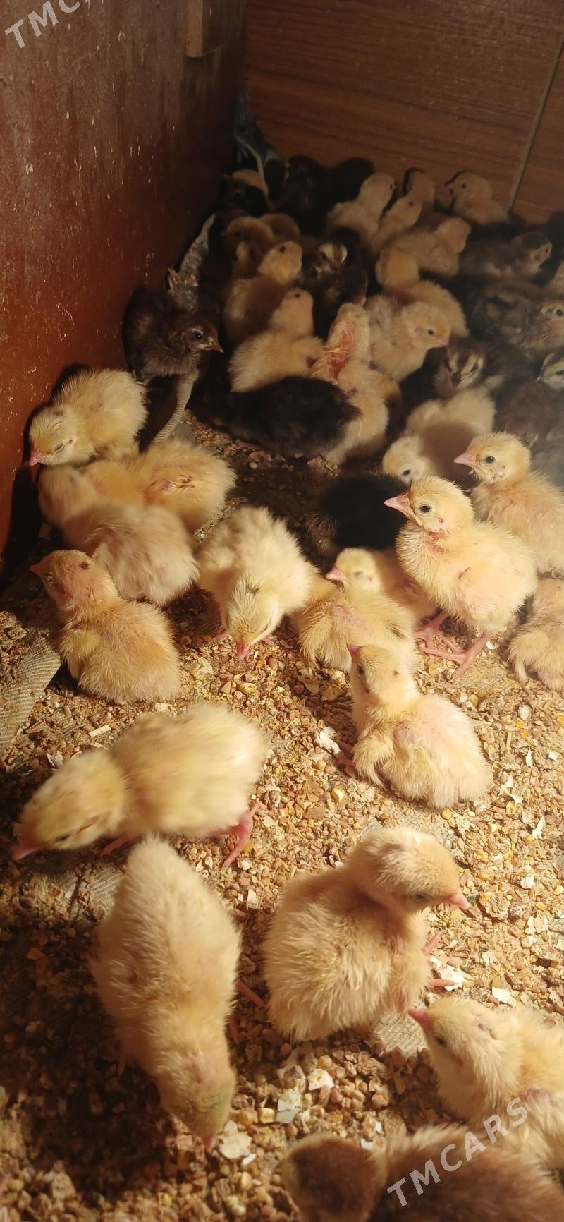 bedene - Ашхабад - img 1