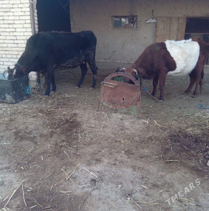 Ýetik bogaz sygyrlar. - Байрамали - img 1