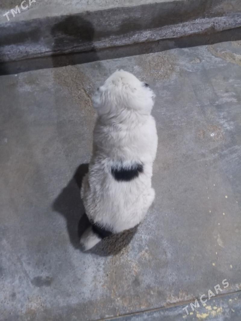 gujik - Ýolöten - img 1