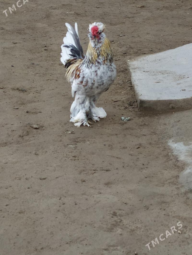 karlik troyka - Çärjew - img 1