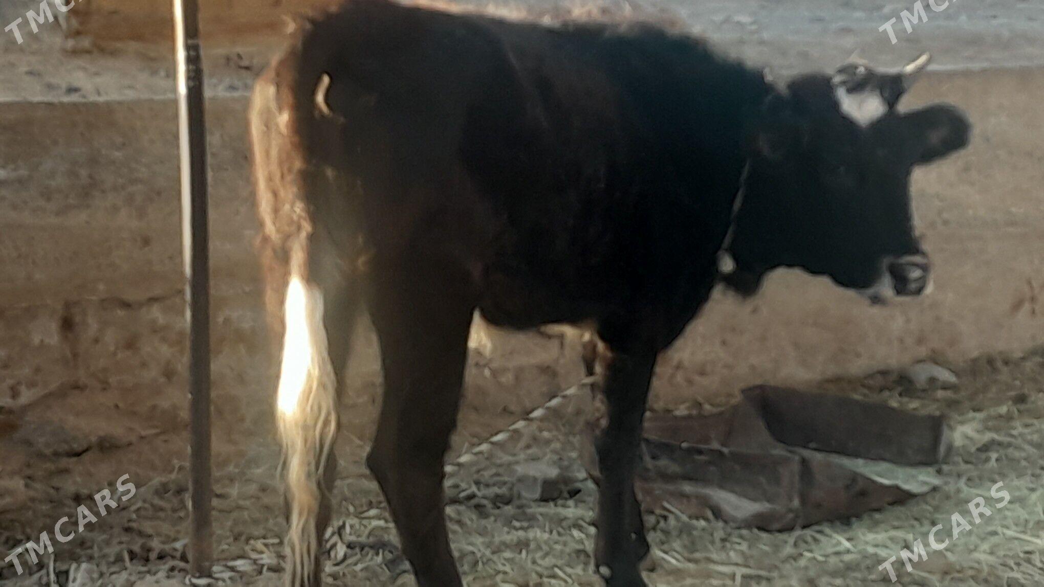 Gulajyn - Mary - img 1