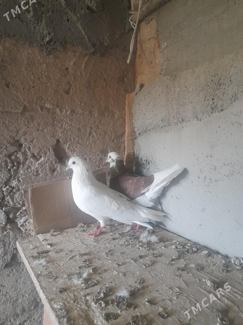 kepderi - Gyzylarbat - img 1