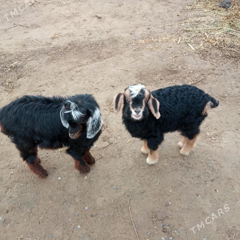 ovlok - Gökdepe - img 1