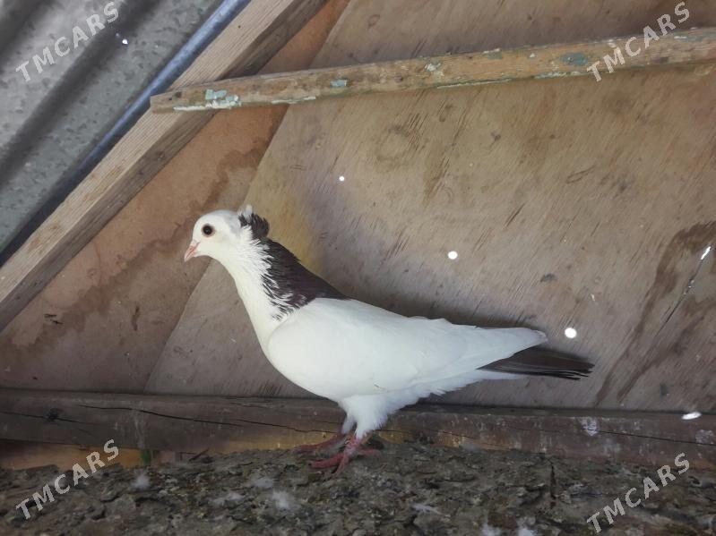 kepderi - Векильбазар - img 1