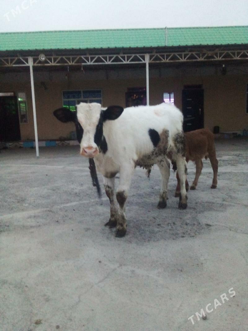 okuz - Гёкдепе - img 1