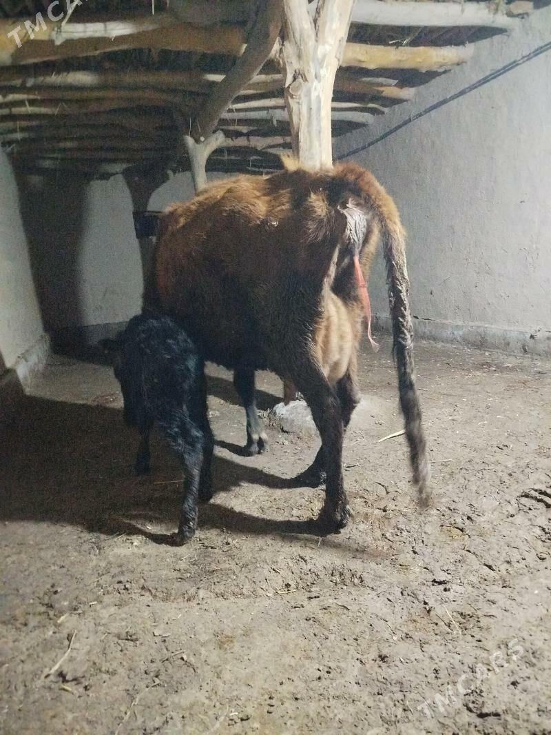 goleli sygyr - Gubadag - img 1