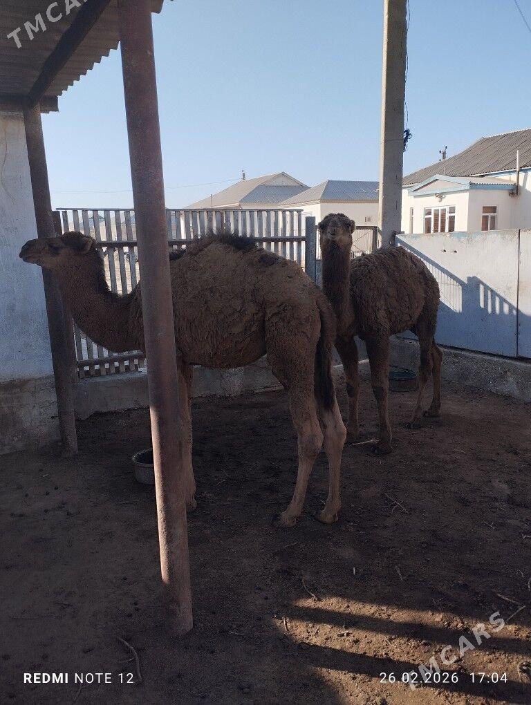 ogşuk - Esenguly - img 1