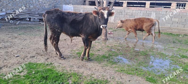 okuz - Гызыларбат - img 1