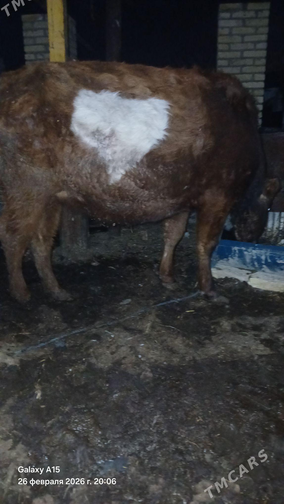 sygyrlar - Туркменабат - img 1