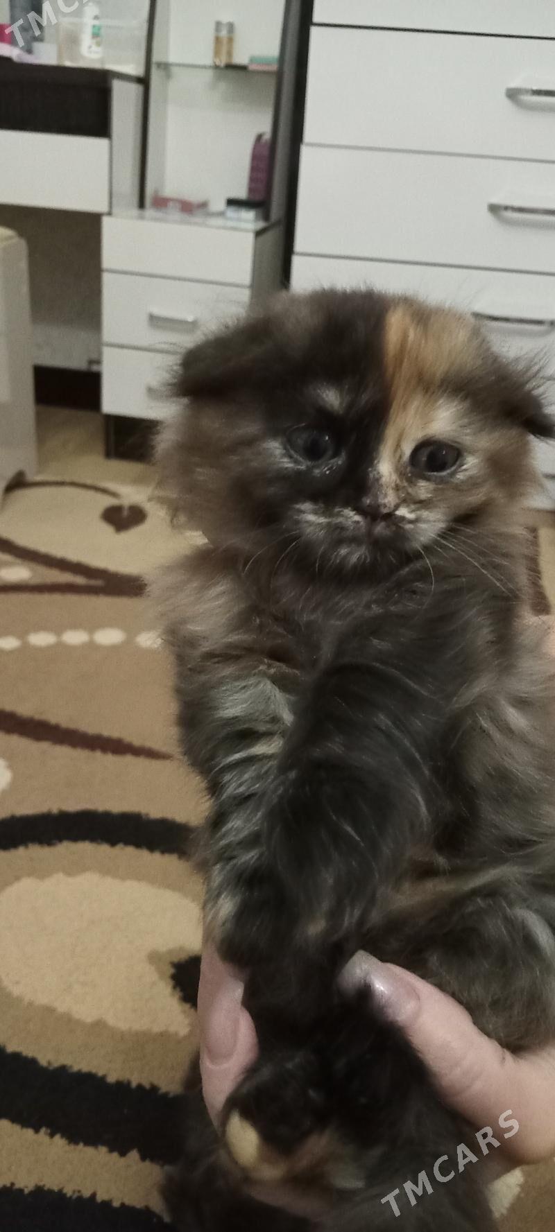 вислоухие котята - Mary - img 1