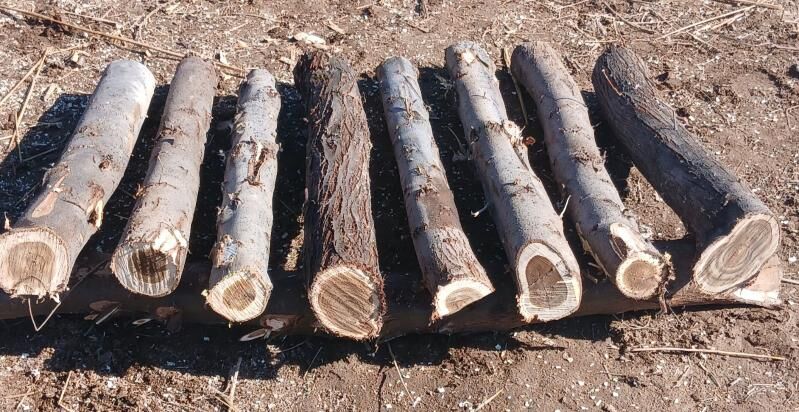 agac igde tumba - Кёнеургенч - img 1