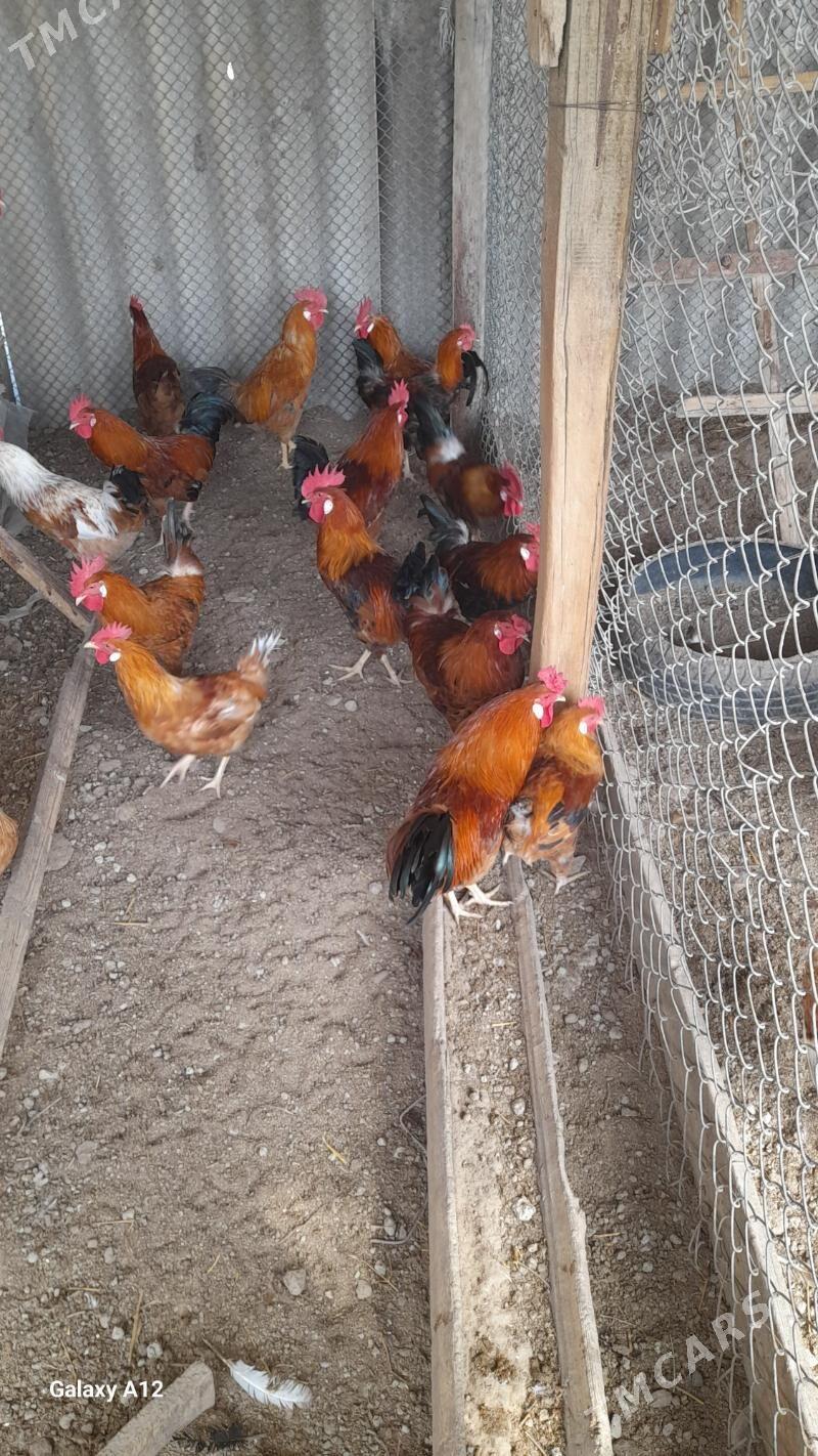 Horaz - Gökdepe - img 1