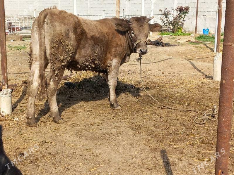 Şiwes Tuwe Bakylan - Бузмеин - img 1