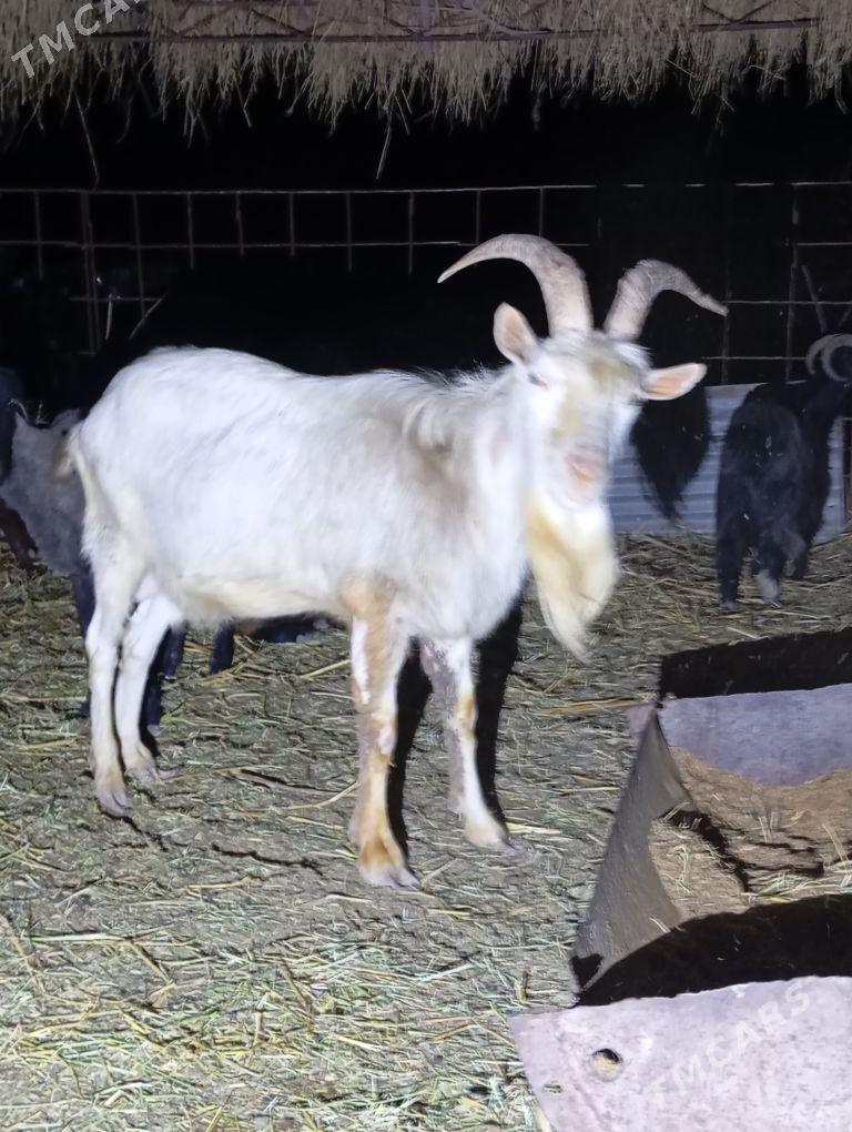 zenon teke - Дянев - img 1