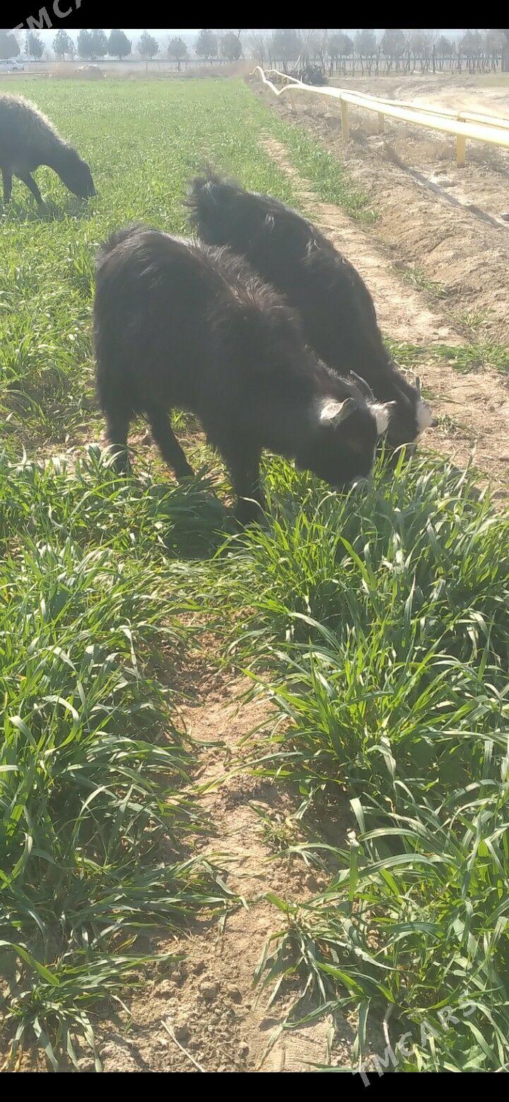 Cebis - Гёкдепе - img 1