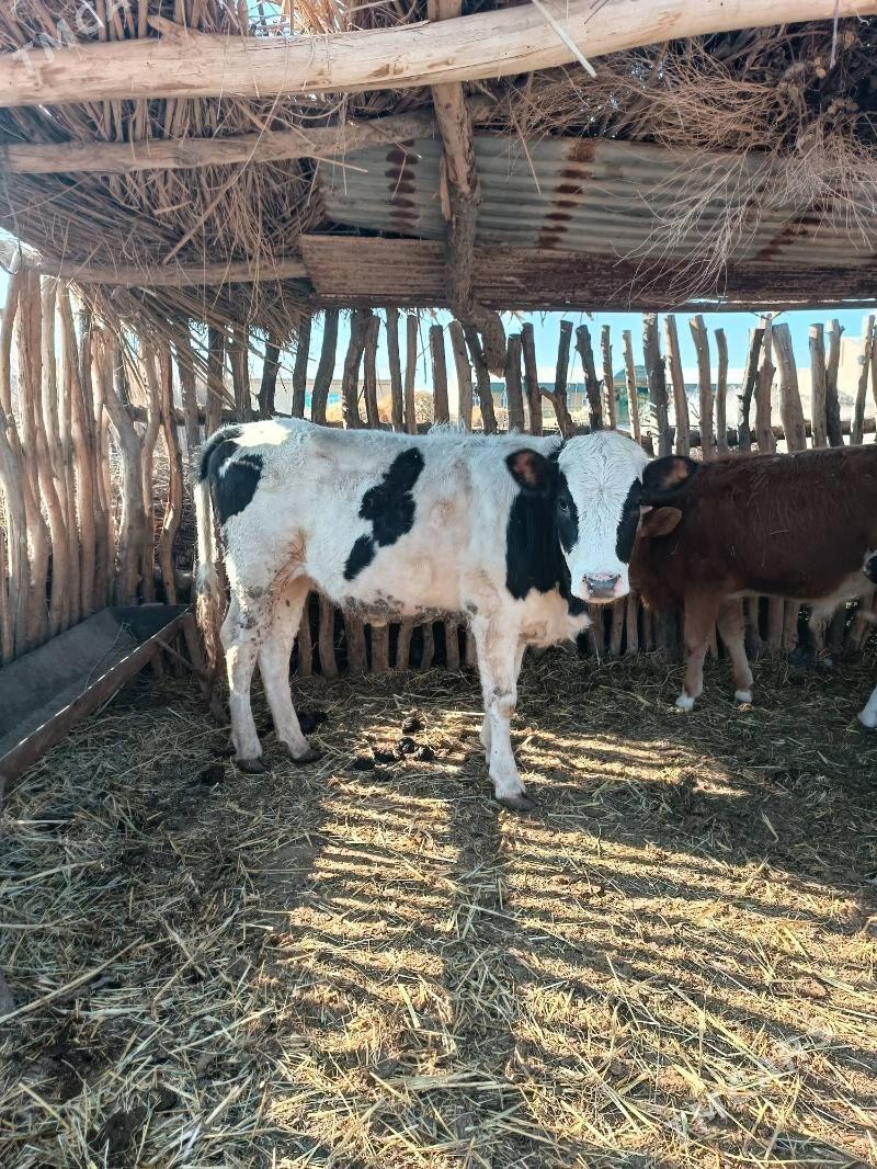 Gunajyn - Халач - img 1