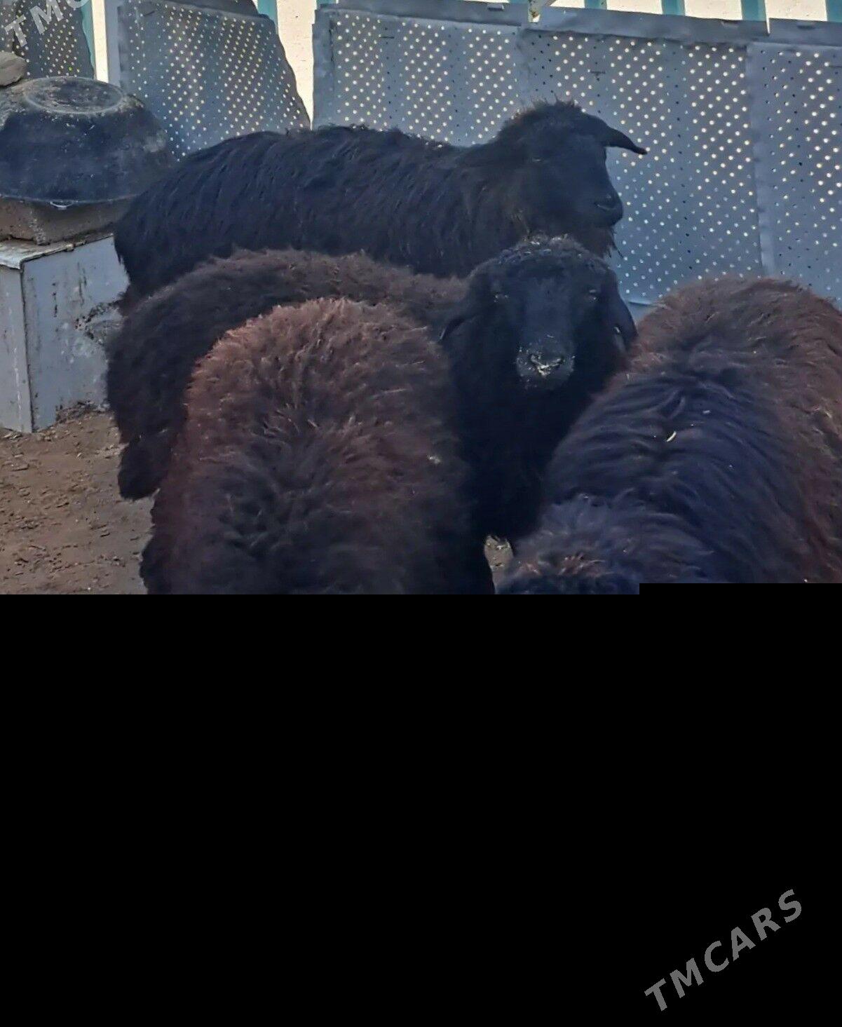 Garakŏl goyun - Aşgabat - img 1