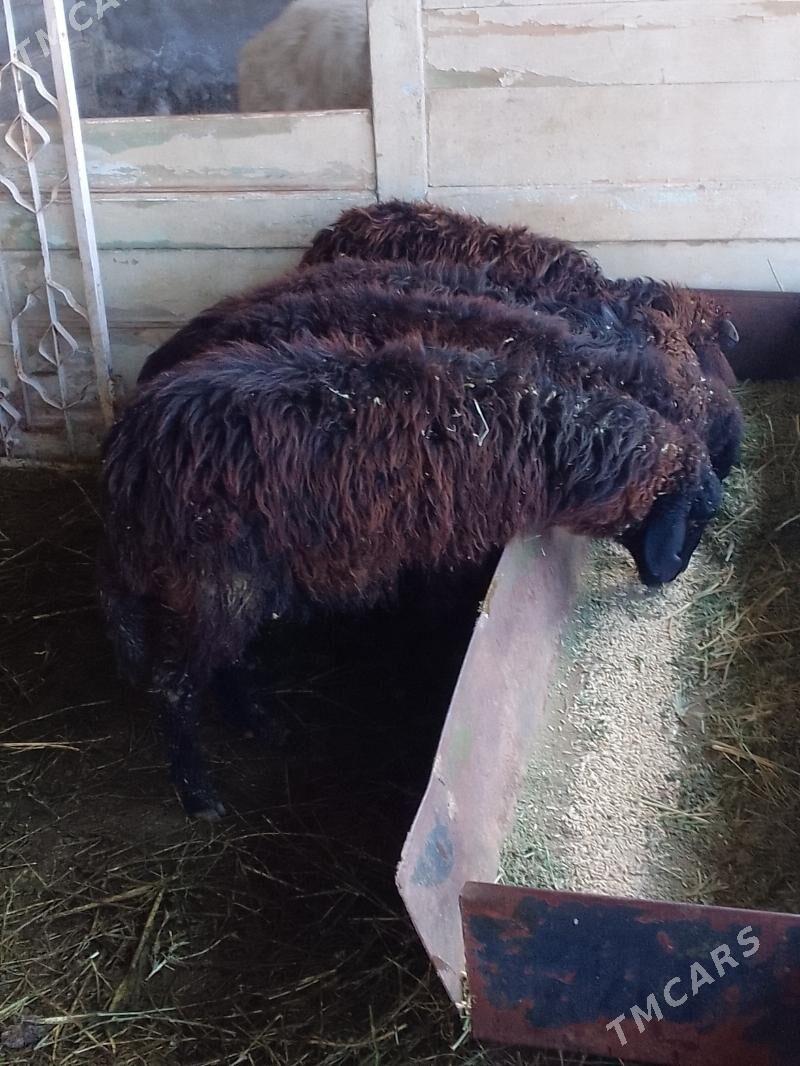 issek - Гёкдепе - img 1