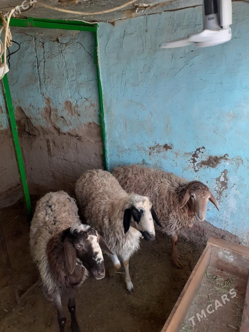 Tokli - Гарадамак Шор - img 1