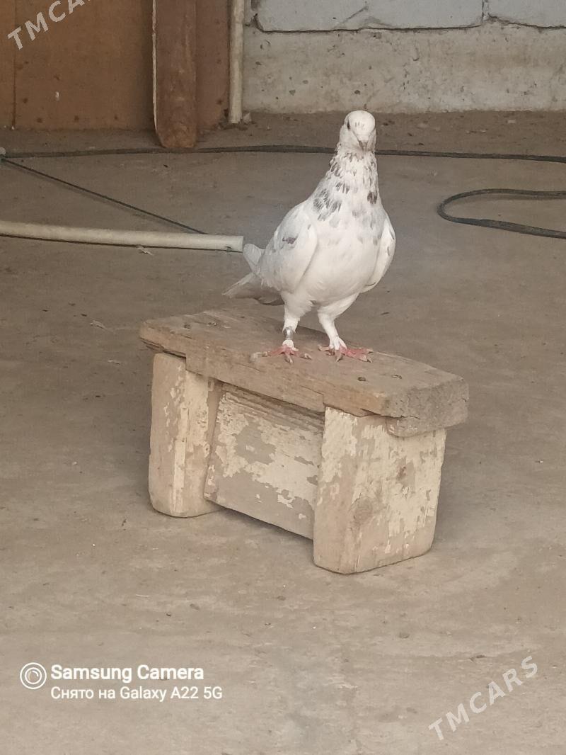 kepderi - Balkanabat - img 1