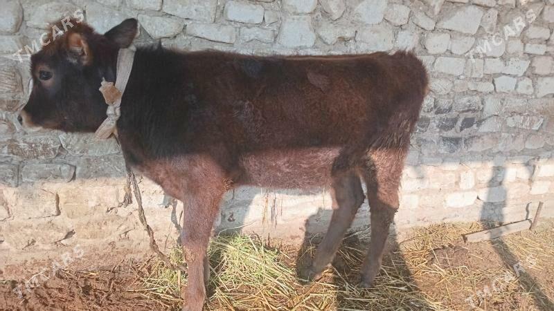 tuwe - Gyzylarbat - img 1