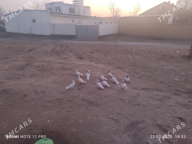 kepter - Türkmenabat - img 1