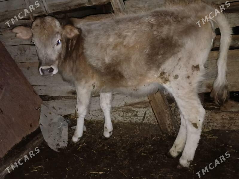 tuwe - Гызыларбат - img 1