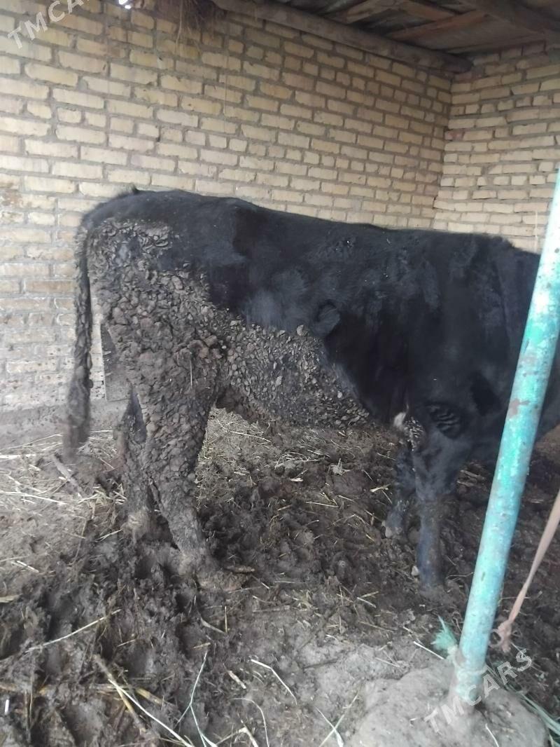 unajyn - Чарджоу - img 1