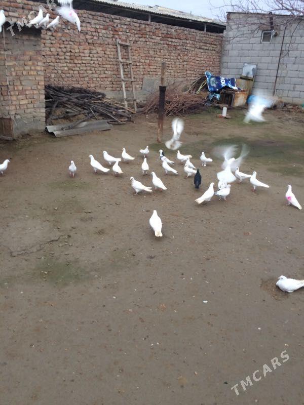 Kepderi - Bäherden - img 1