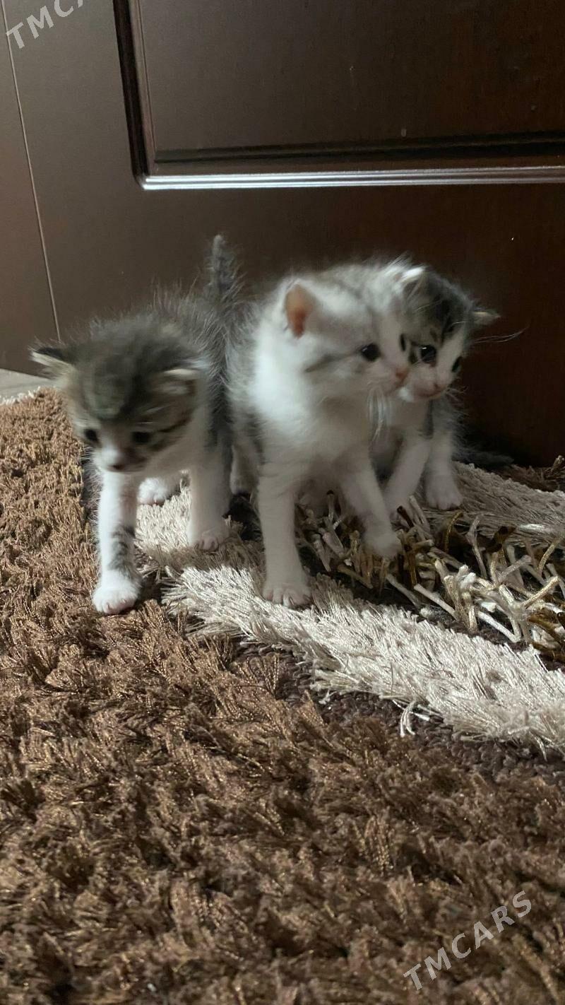 Mugt pişijekler породистый - Türkmenbaşy - img 1