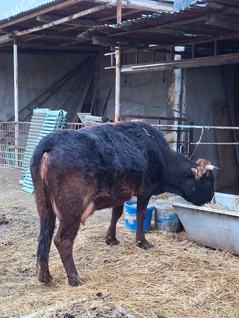 Göleli sigyr - Bäherden - img 1